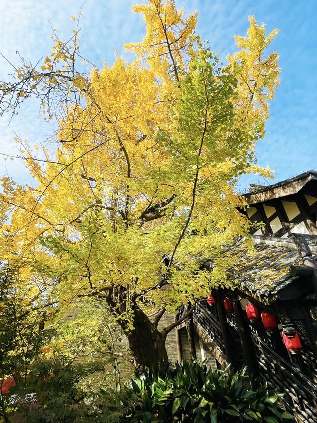 祠堂小雪 | 满地翻黄银杏叶