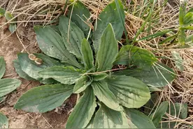 别小看这些“野草”！18种宝藏草本的隐藏技能，最后一个绝了！图片