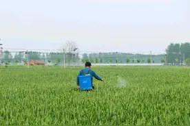 芸苔素是个宝！到底选哪种效果更好？如何施用？看完明白图片