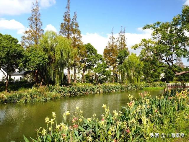 ​​诗游五四村：来一场诗词与金色田园​的浪漫邂逅