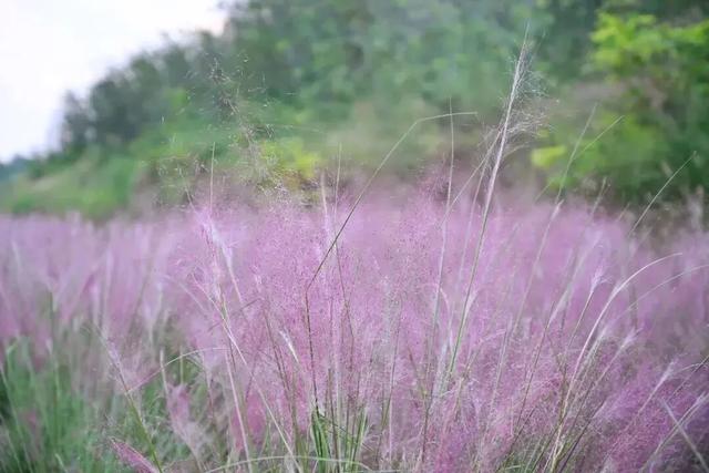 秋深景更美!运城最绚烂时刻到了!