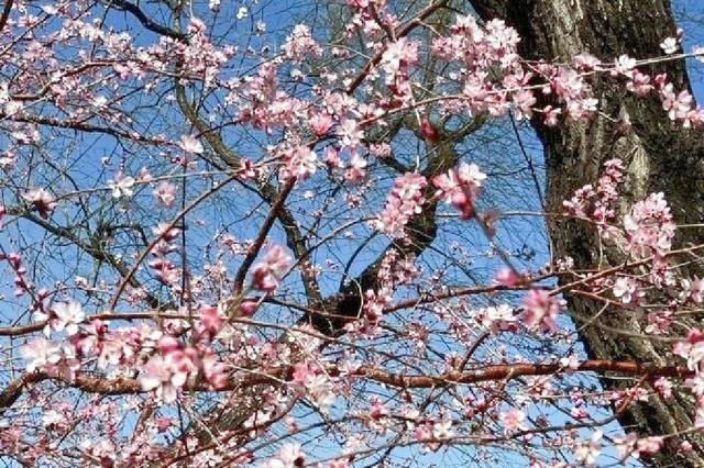 北京玉渊潭公园 樱花漫舞的诗意秘境