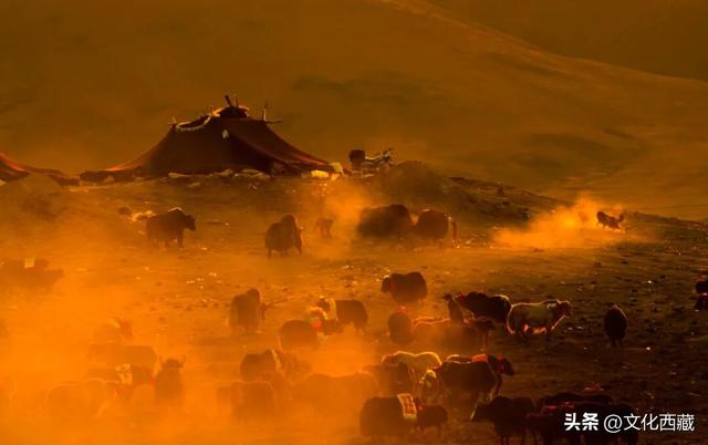 疯狂心动！哲古草原秋日限定景观，藏着西藏最野的浪漫！