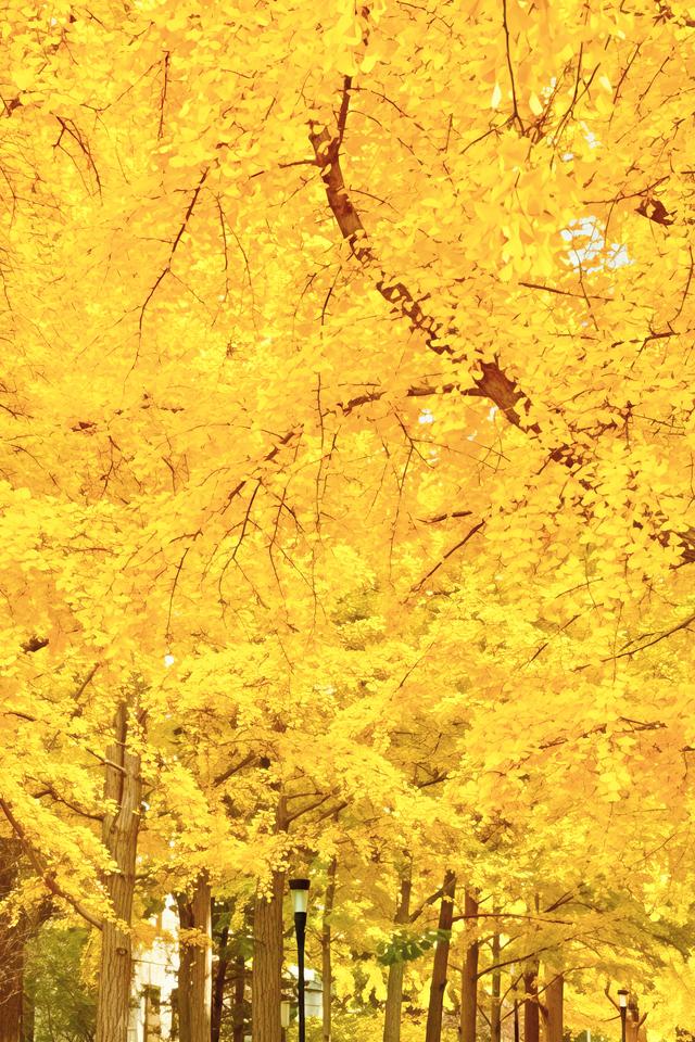 北京的银杏真的杀疯了！超美银杏瀑布，惊呆了整个秋天！