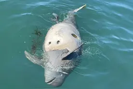 大连海域发现带圆孔的江豚尸体，疑是鱼枪所致，专家：系国家二级保护动物，死因尚不好判断图片