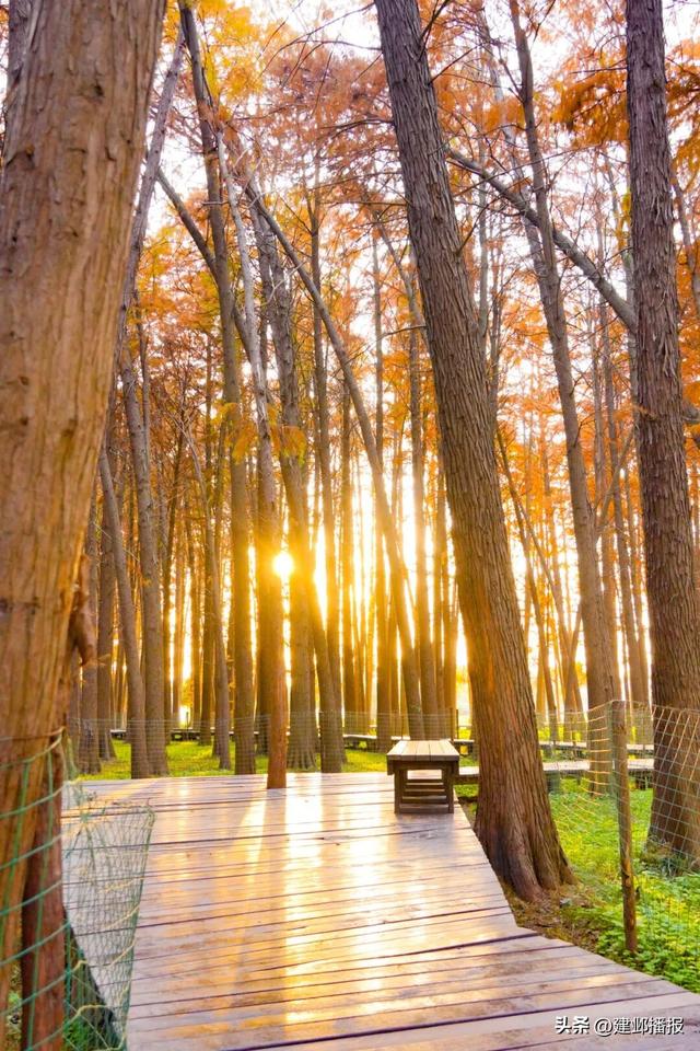 江心洲池杉林，红了