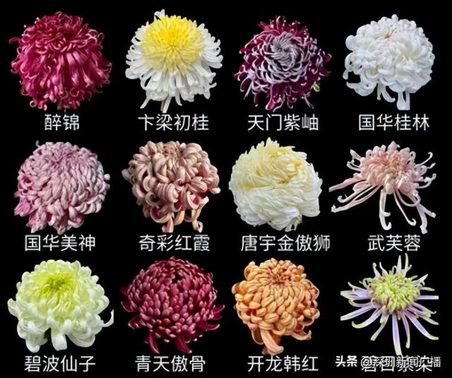 免费开放！持续21天！2025东湖公园菊花赏来啦~