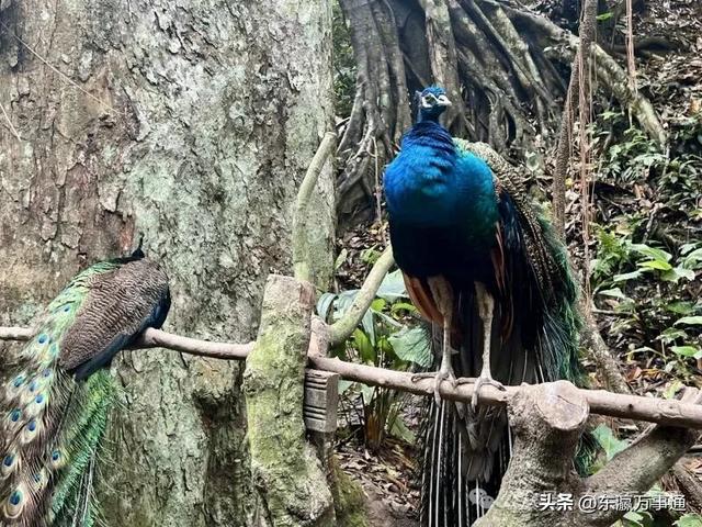 华媒走进西双版纳原始森林公园:看孔雀飞舞 访爱伲山寨 探原始森林