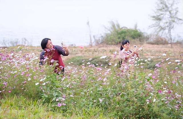 格桑花开，河鲜正鲜！来高要这里，邂逅一场粉色浪漫~
