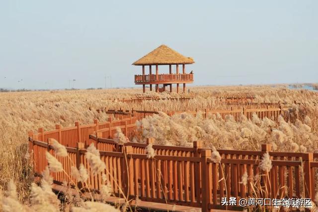 【马力全开贺新春】2026黄河口生态旅游区新春 游玩攻略！这里有N种玩法！