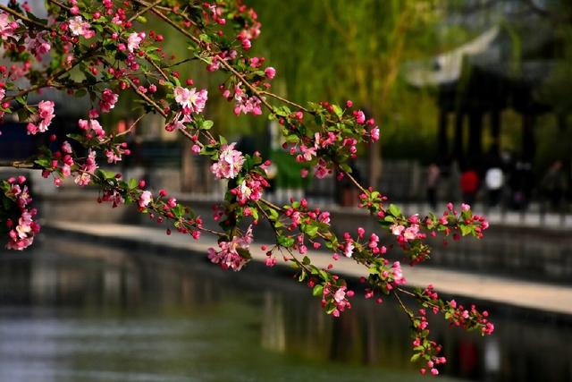 北京元大都城垣遗址公园 海棠花溪