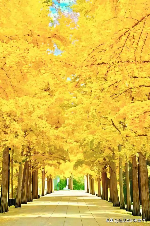 北京的银杏真的杀疯了！超美银杏瀑布，惊呆了整个秋天！