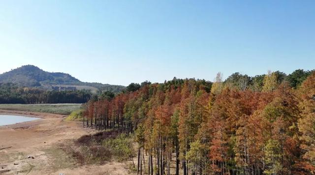 季节限定，丹徒这里“红”了！