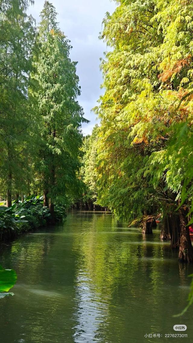 期待！七星岩落羽杉即将“变装”→