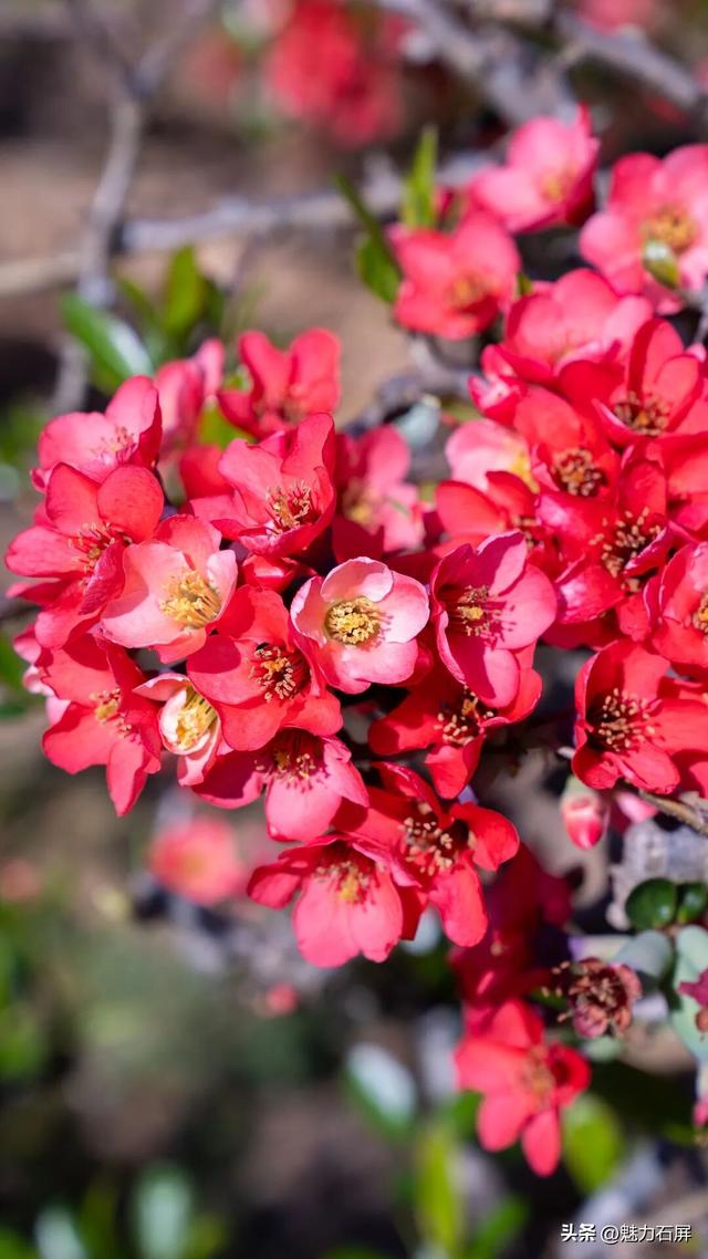 花季打卡石屏横山村 ：藏在山间的那一抹红