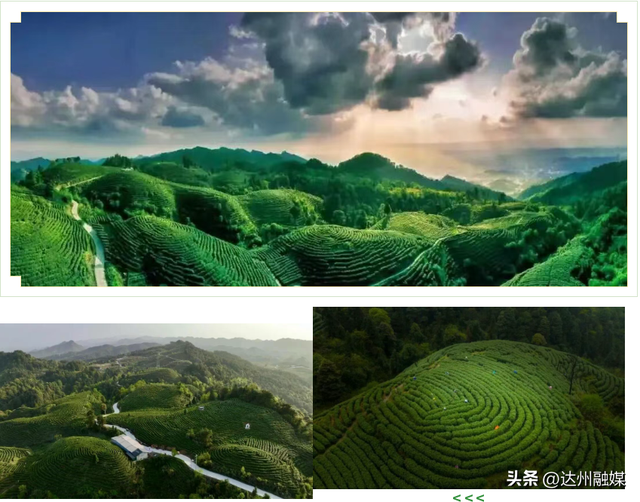 好一片“绿茶”！被达州大竹这片万亩茶海治愈了