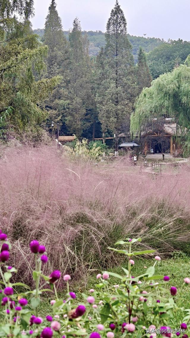 秋日粉色浪漫！南京紫金山下免费花海，还有神仙猫咪和霸气大鹅！