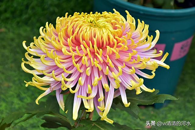 菊花是秋天里美丽的图画