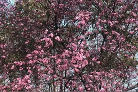 紫荆山公园“探花”：紫荆已半开 春色扑面来图片