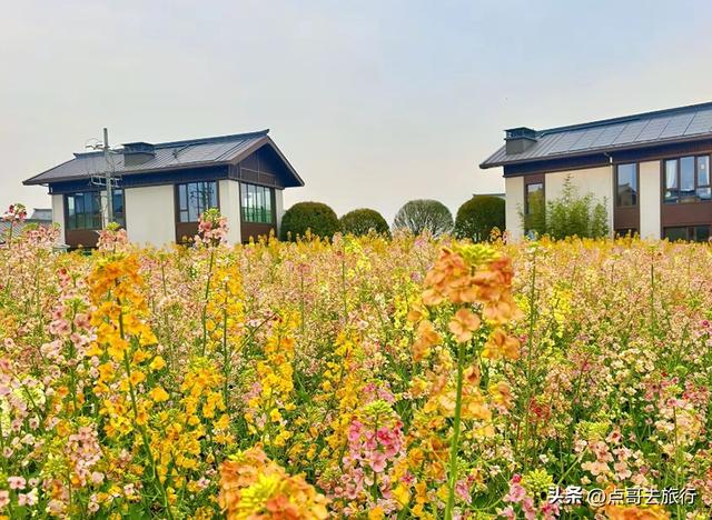 今天朋友圈的C位，成都限定的浪漫和震撼，错过了真的要等一年！