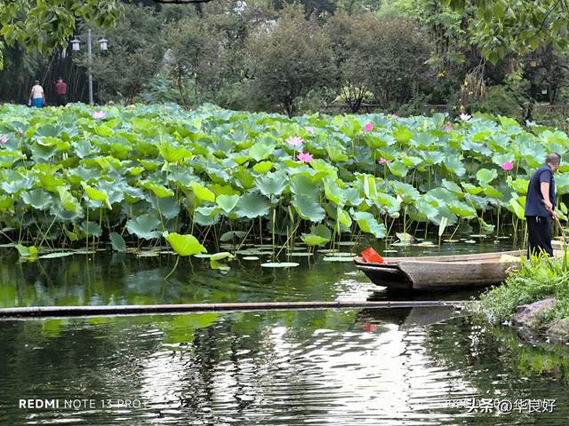 花艳叶新 “荷”你相遇——古漪园观荷记