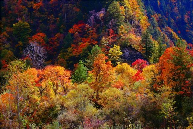 千里相约，山水相逢！黑水文旅亮相上海！这场推介太圈粉了→