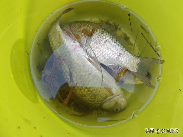 "鱼"悦盛夏 云梦陶楼庄园打造亲子避暑新体验