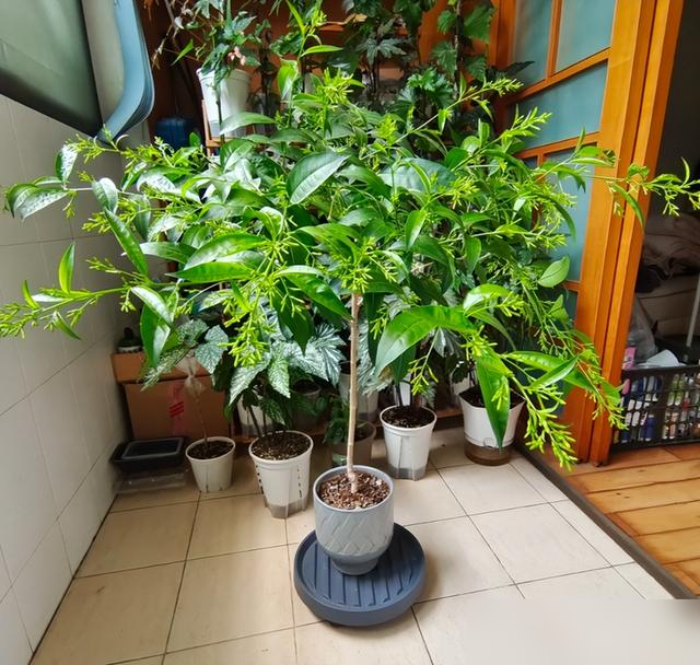 阴花不能进阳宅！这5种花“打死”也不养，家里若有？快挪走！