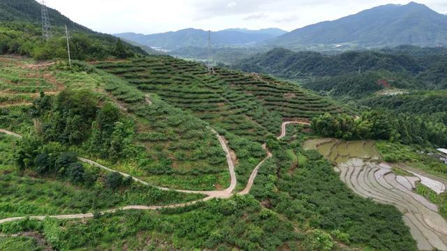 雕版故里·与“李”同乐!连城四堡第八届芙蓉李采摘节甜蜜启幕