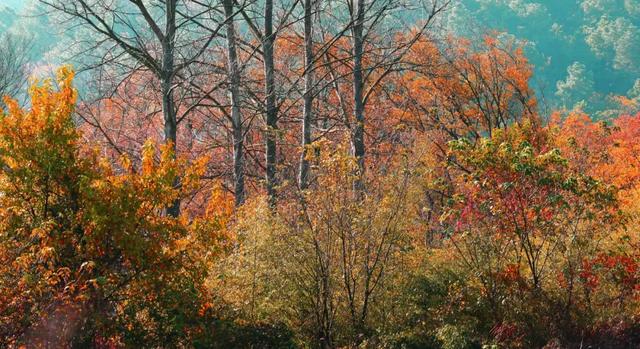 一键收藏!明光南部2025年秋景大赏