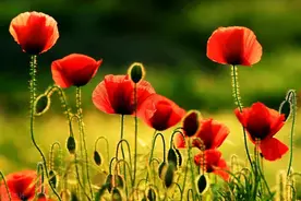 大自然的治愈（65种野外植物）图片