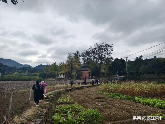 金叶映古村，醉美长岗岭