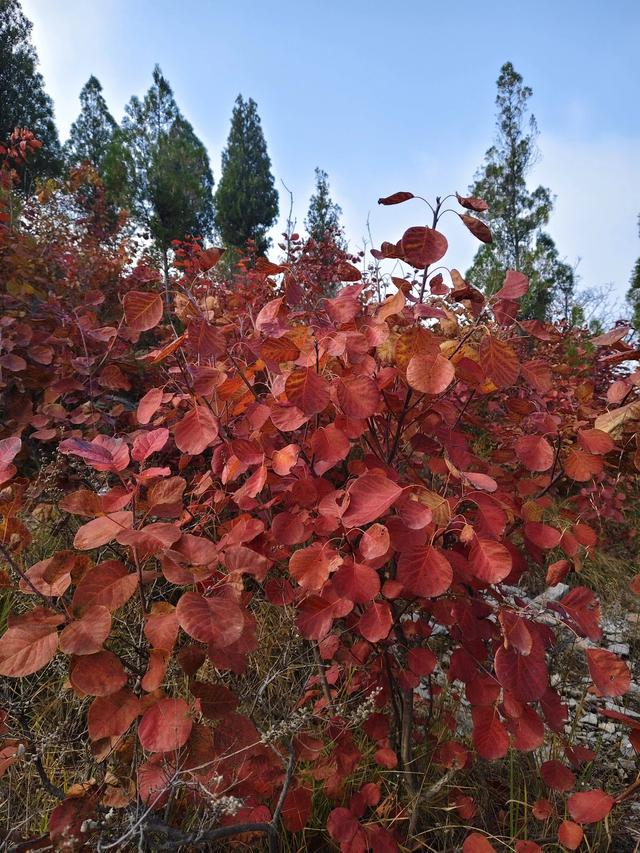 去博山盆泉张丹顶赏红叶