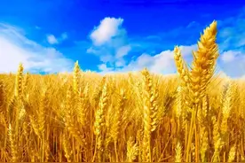 水稻和小麦哪个才是世界第一主粮？图片