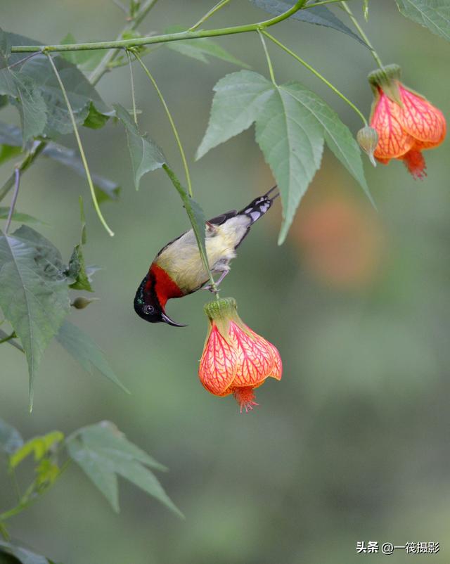 叉尾太阳鸟	，拥抱反纹悬铃花