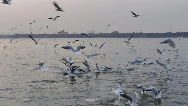 这样的哈尔滨，你见过吗？