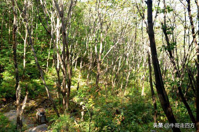 河北百草畔（上）：风动孤石悬险韵，蚁巡深岭蕴生机