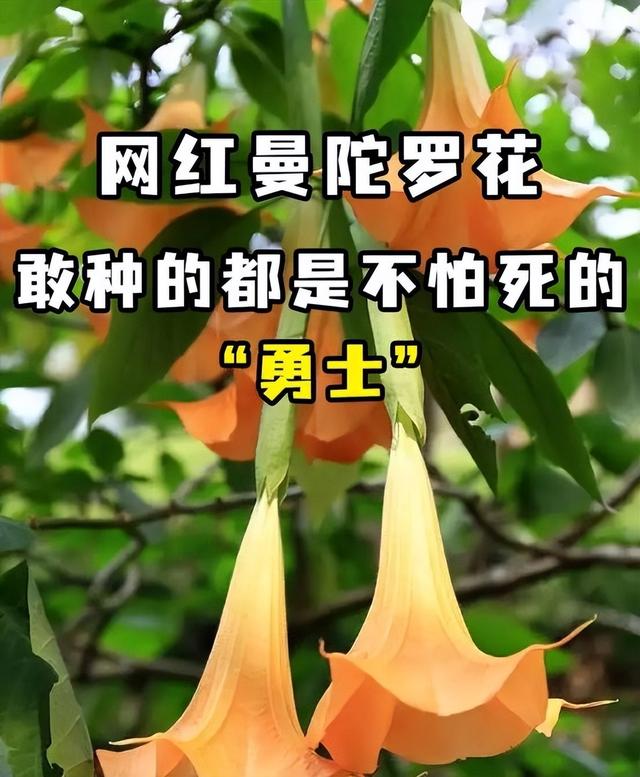 阴花不能进阳宅！这5种花“打死”也不养，家里若有？快挪走！