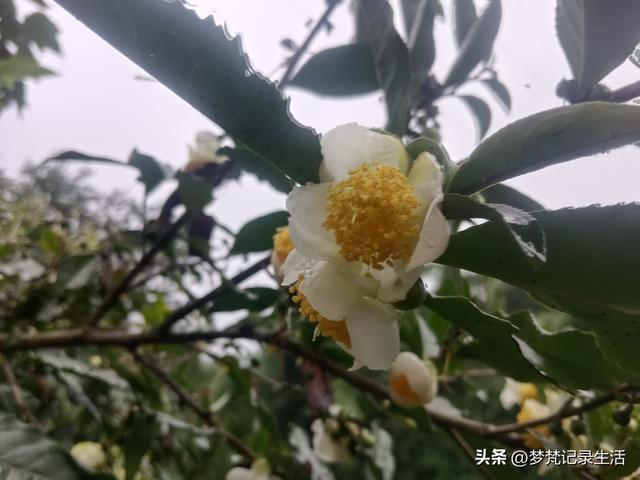 和老人相处是一个修炼的过程，阴天湿漉漉的我还是把茶树修剪完了