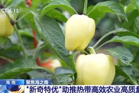 水果辣椒、鲜食玉米……海南特色农产品还有哪些“新面孔”？图片