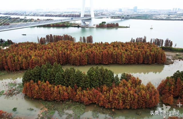 日间赏景夜间狂欢，在中山港口落羽杉林邂逅美拉德市集