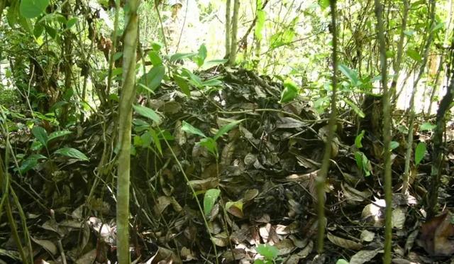 女子徒步误将蛇窝当“野生蹦床”？网友认为是过山峰！你觉得呢？