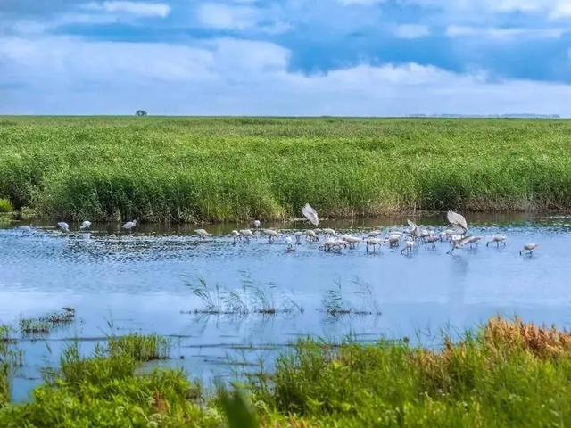 黑龙江宝清：知青返乡畅游大美湿地