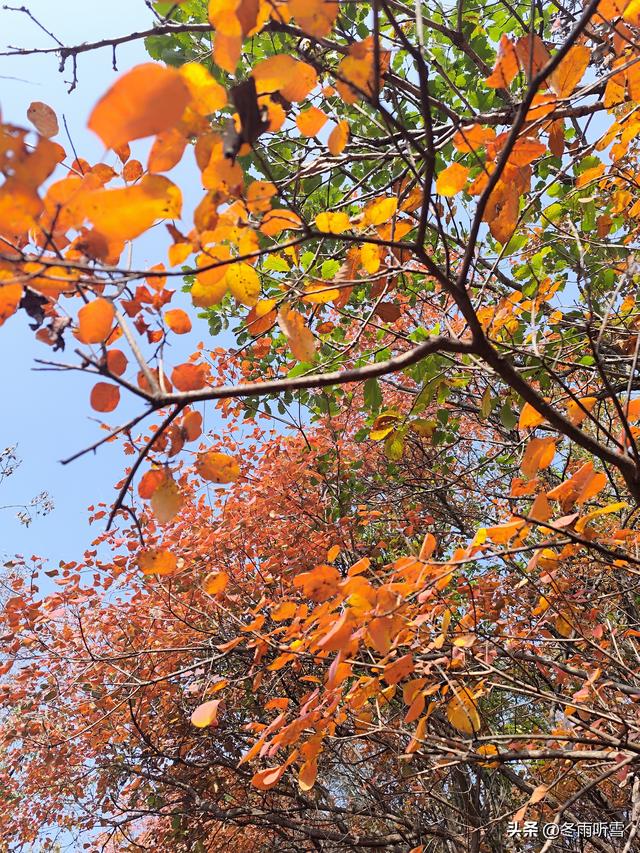 又见山山红叶飞