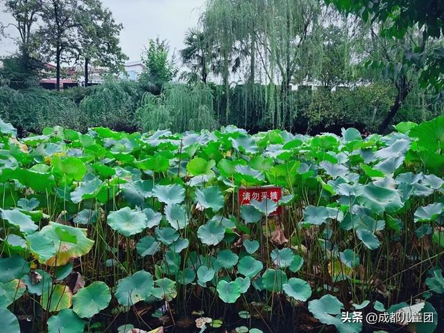 新都，被低估的好地方