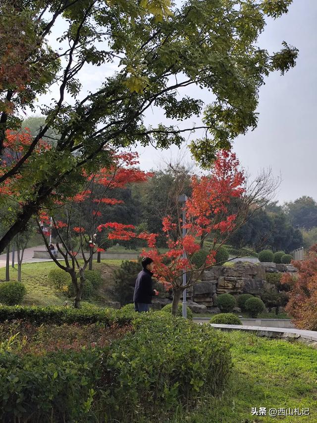五线小城里的银杏大道，美翻全网的深秋景色原来在这里
