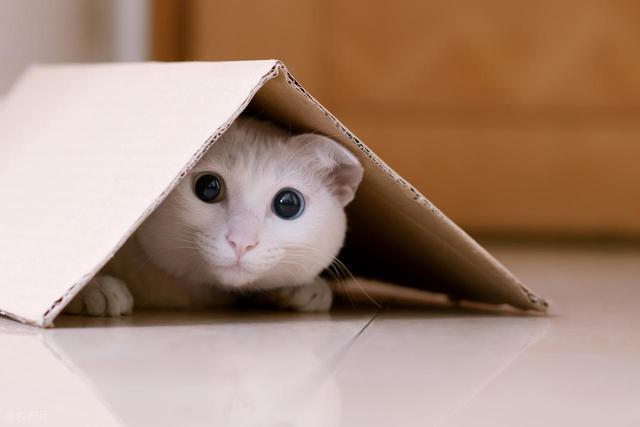 猫咪界的MBTI，快来看看你家猫咪是哪种性格，又该怎么饲养？