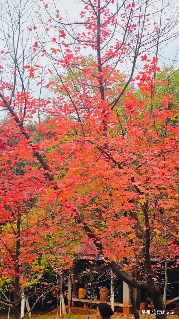 初冬氛围感出片计划,走起!昆明这份打卡攻略速速收藏→