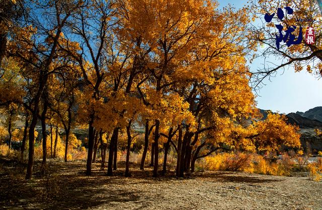 【小陇画报·427期】多坝沟胡杨峡 隐藏着大西北的极致秋色