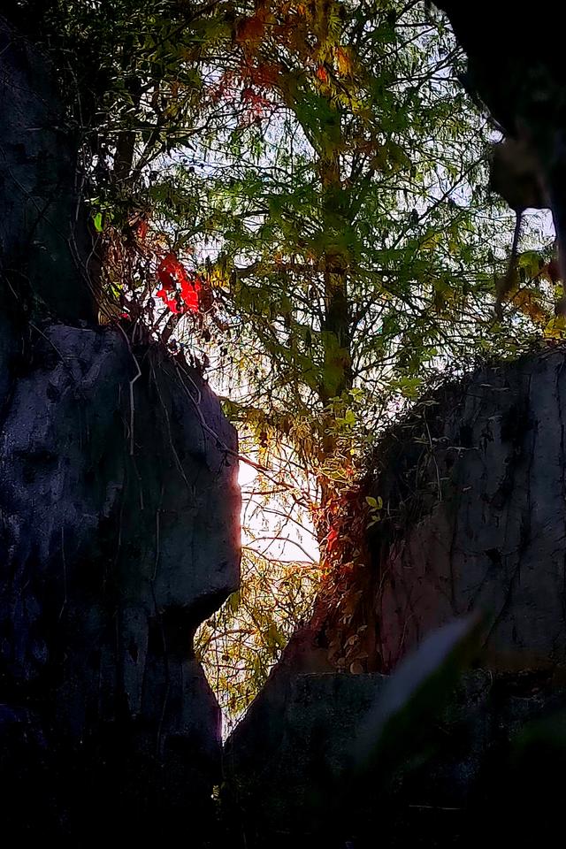 武汉动物园金秋菊展集锦